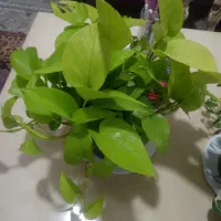 گل پتوس نعون|گل و گیاه طبیعی|تهران, مجیدیه|دیوار