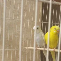 دو عدد مرغ عشق نر