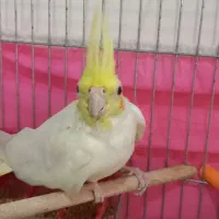 عروس هلندی|پرنده|تبریز, |دیوار