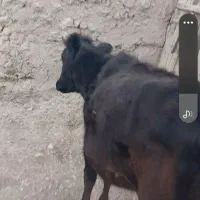 گاو ابستن محلی