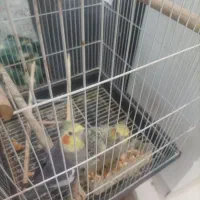 یک جفت عروس هلندی شوخ و بخون|پرنده|بافق, |دیوار