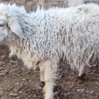 فروش دو تا میش با دو بره