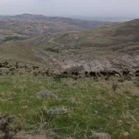 میش وبره