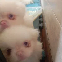 واگذاری توله پاکوتاه