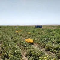 ابگیری گوجه|خوردنی و آشامیدنی|مشهد, پنجتن|دیوار