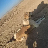 واگذاری سگ|سگ|سجاس رود, |دیوار