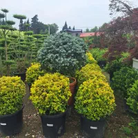 گیاهان باغی و باغچه ایی بزرگ و خفن