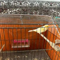 قناری پرتغالی