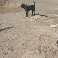 سگ گمشده