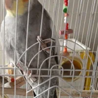 عروس هلندی سخنگو بالغ|پرنده|تنکابن, |دیوار