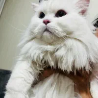 دوعدد گربه نر عقیم شده|گربه|اراک, |دیوار