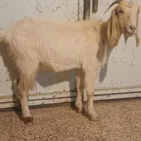 بز چاق سرحال