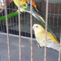 جفت طوطی آواز خوان ۶میلیون