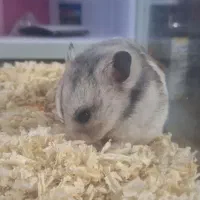 همستر|موش و خرگوش|محمدیه-قزوین, |دیوار