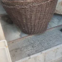 سبدیا قولینه