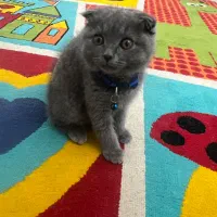 گربه اسکاتیش نر