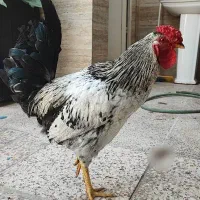 خروس محلی