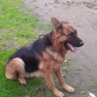 سگ ژرمن دورنگ