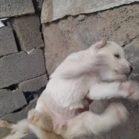 توله سامویید