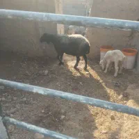 میش بره دار درجه یک میش وزن سنگین بره ماده پابلند|حیوانات مزرعه|داراب, |دیوار