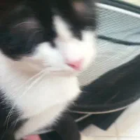 بچه گربه