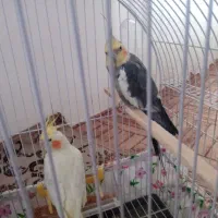 عروس هلندی