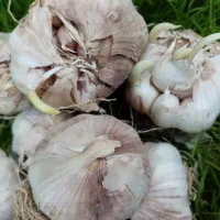 سیر|گل و گیاه طبیعی|گرگان, |دیوار