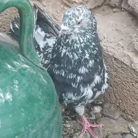 سرور|پرنده|داران, |دیوار