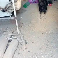 مرغ و خروس گلین جوان