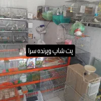 مرغ مینا طوطی برزیلی عروس هلندی مرغ عشق