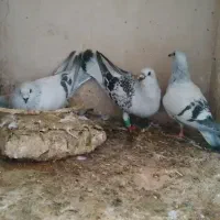 کفتر شامی و سرور