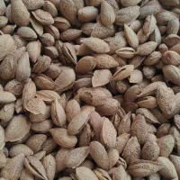 مغز گردو درجه یک و شکری|خوردنی و آشامیدنی|قم, خاکفرج|دیوار