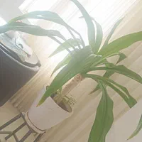 سوسن عنکبوتی|گل و گیاه طبیعی|بم, |دیوار