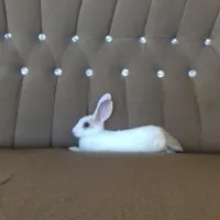 خرگوش