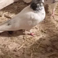 کفتر باخت داده