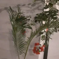 سیکاس ماده بچه زا حنس خوب|گل و گیاه طبیعی|رشت, دیلمان|دیوار