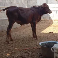 گوساله نر در رامهرمز|حیوانات مزرعه|اهواز, ۳۰ متری|دیوار