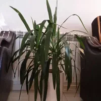 گل آپارتمانی یوکا