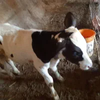 گوساله نر سه ماه