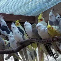 موبایل (پرنده کوتوله مرغ عشق گرینچیک خ،ر،ی دارم)|موبایل|مشهد, گاز|دیوار