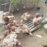 فروش بوقلمون