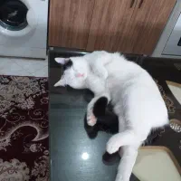 گربه نر هفت ماهه