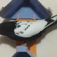 کبوتر نرو ماده
