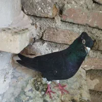 نردم سفید|پرنده|خرم‌آباد, |دیوار