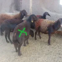 4راس میش داشتی گله گرد وآبستن