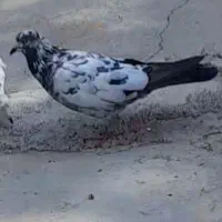 پرنده پرشی