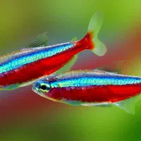 فروش ماهی پلنتی قیمت ۷۰۰