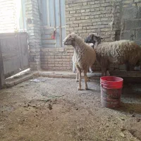 گوسفند