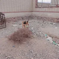 واگذاری سگ|سگ|فشاپویه, |دیوار