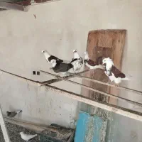 کبوتر پرشی اصل کاشان